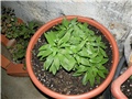 alstromeria